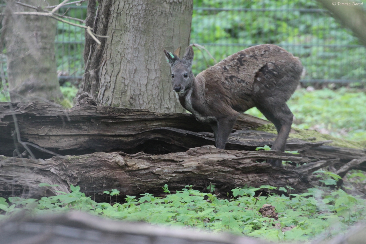 Musk Deer (Moschus moschiferus)