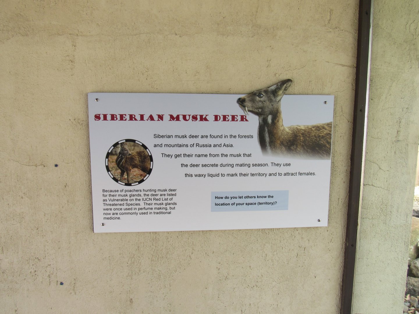 Musk Deer Sign Up, Musk Deer Not On Exhibit Yet