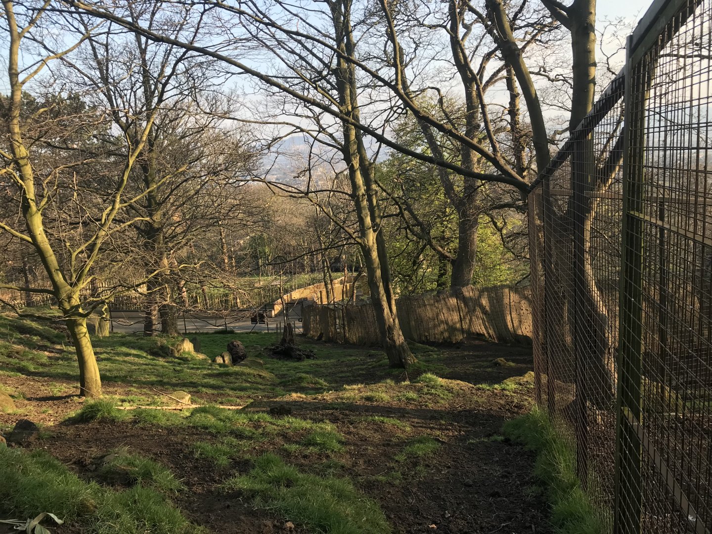 Musk deer & visayan spotted deer enclosure