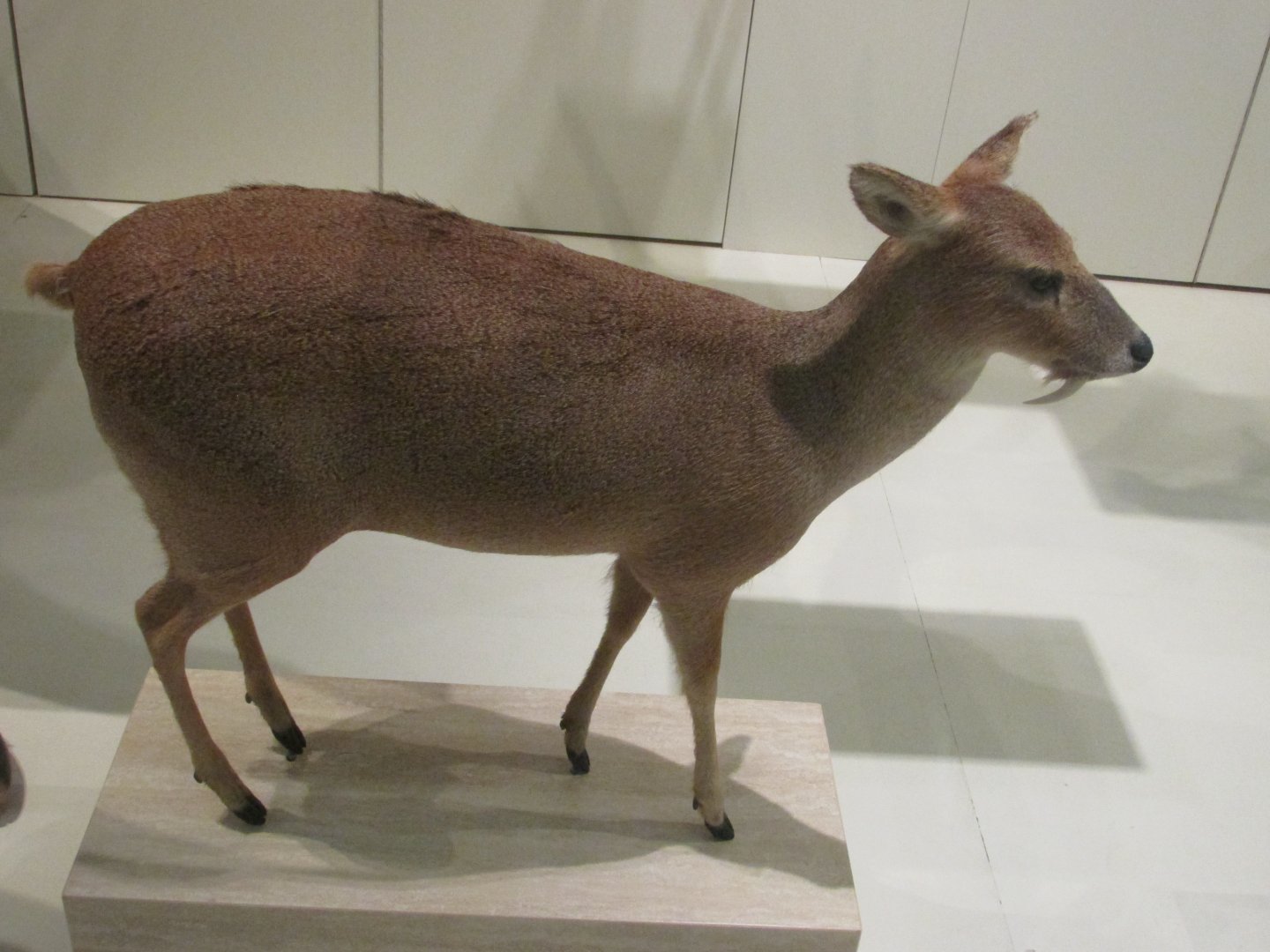 musk deer