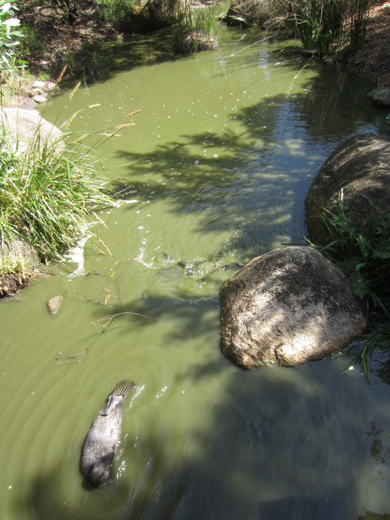Musk Duck (Biziura lobata) and enclosure