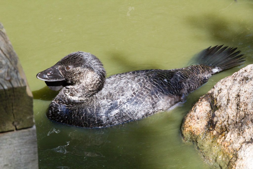 Musk Duck (Biziura lobata)