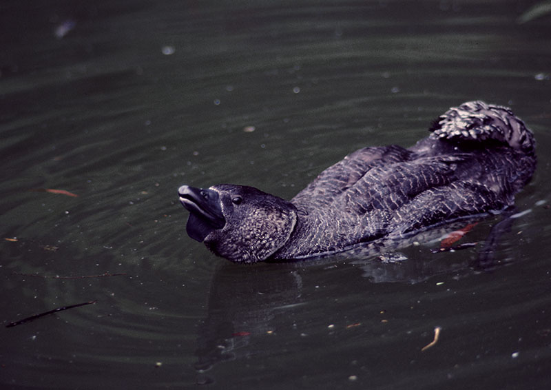 Musk duck displaying 1982
