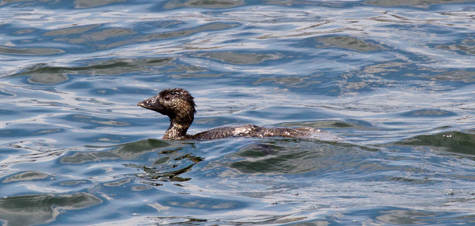 Musk Duck female