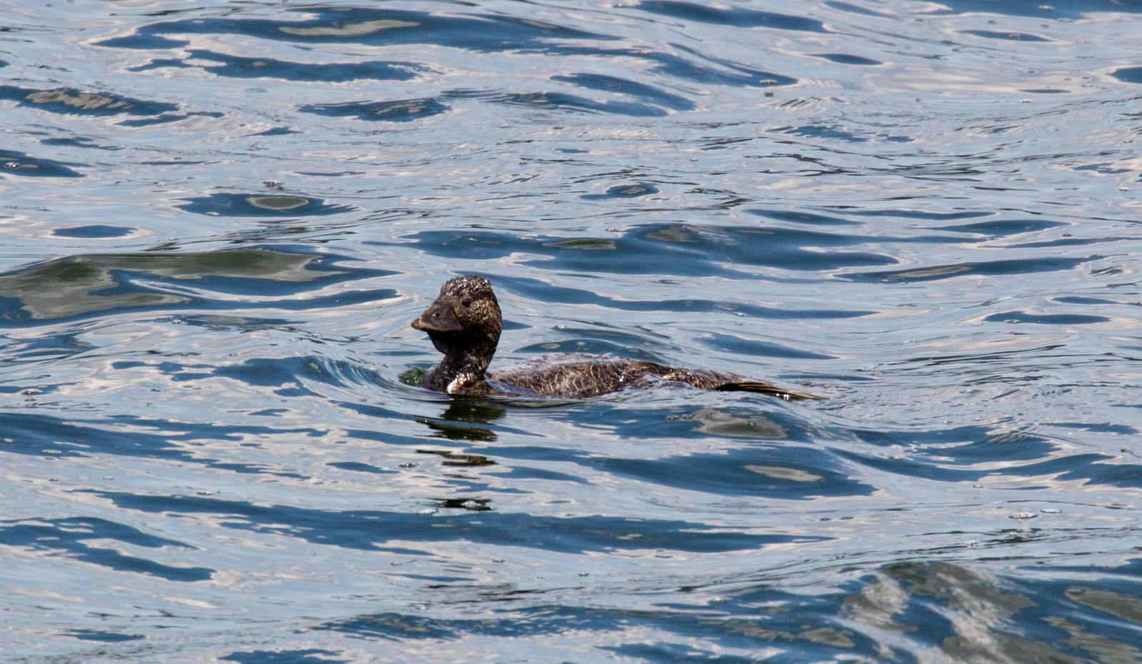 Musk Duck male