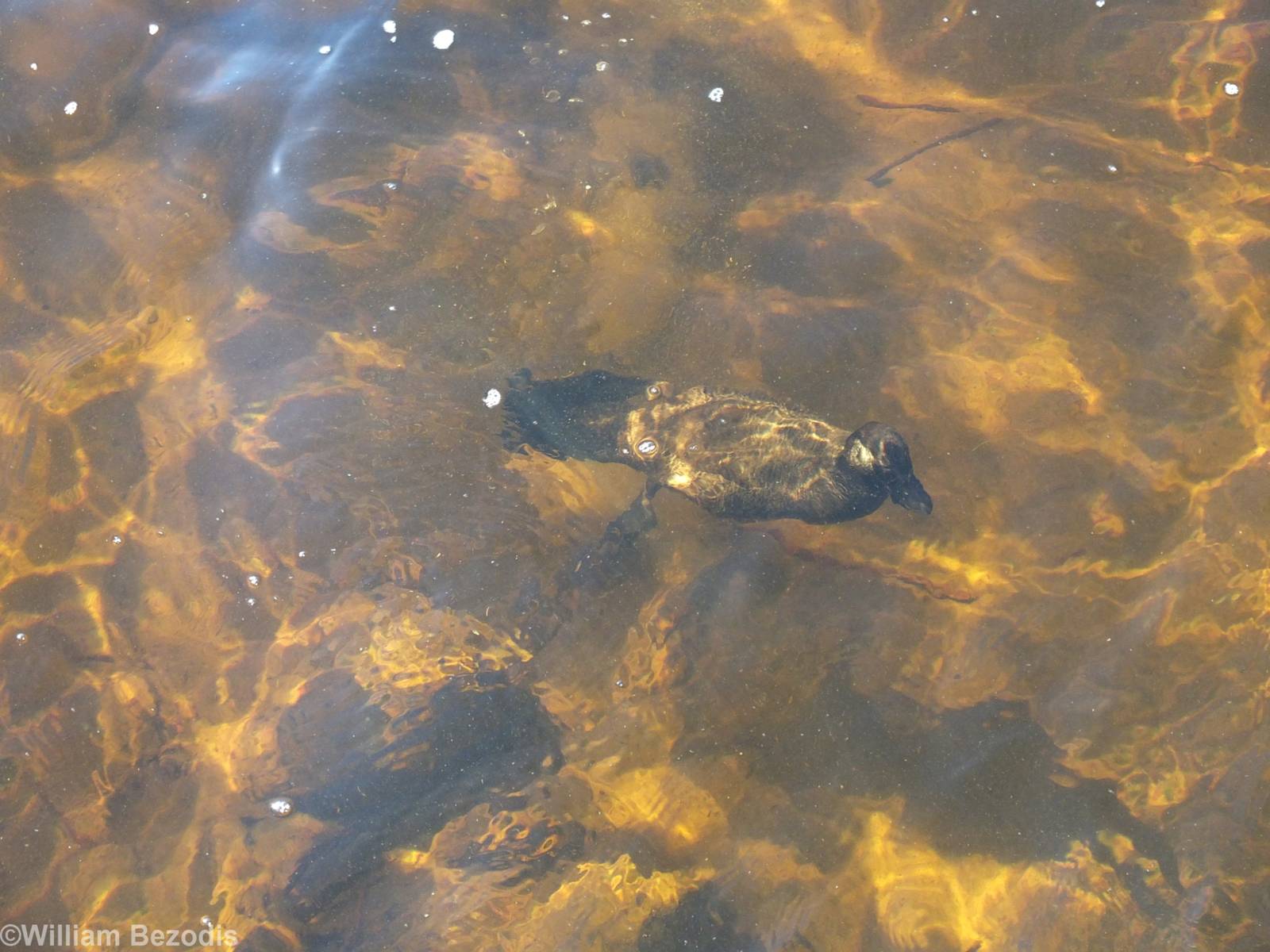 Musk Duck Underwater