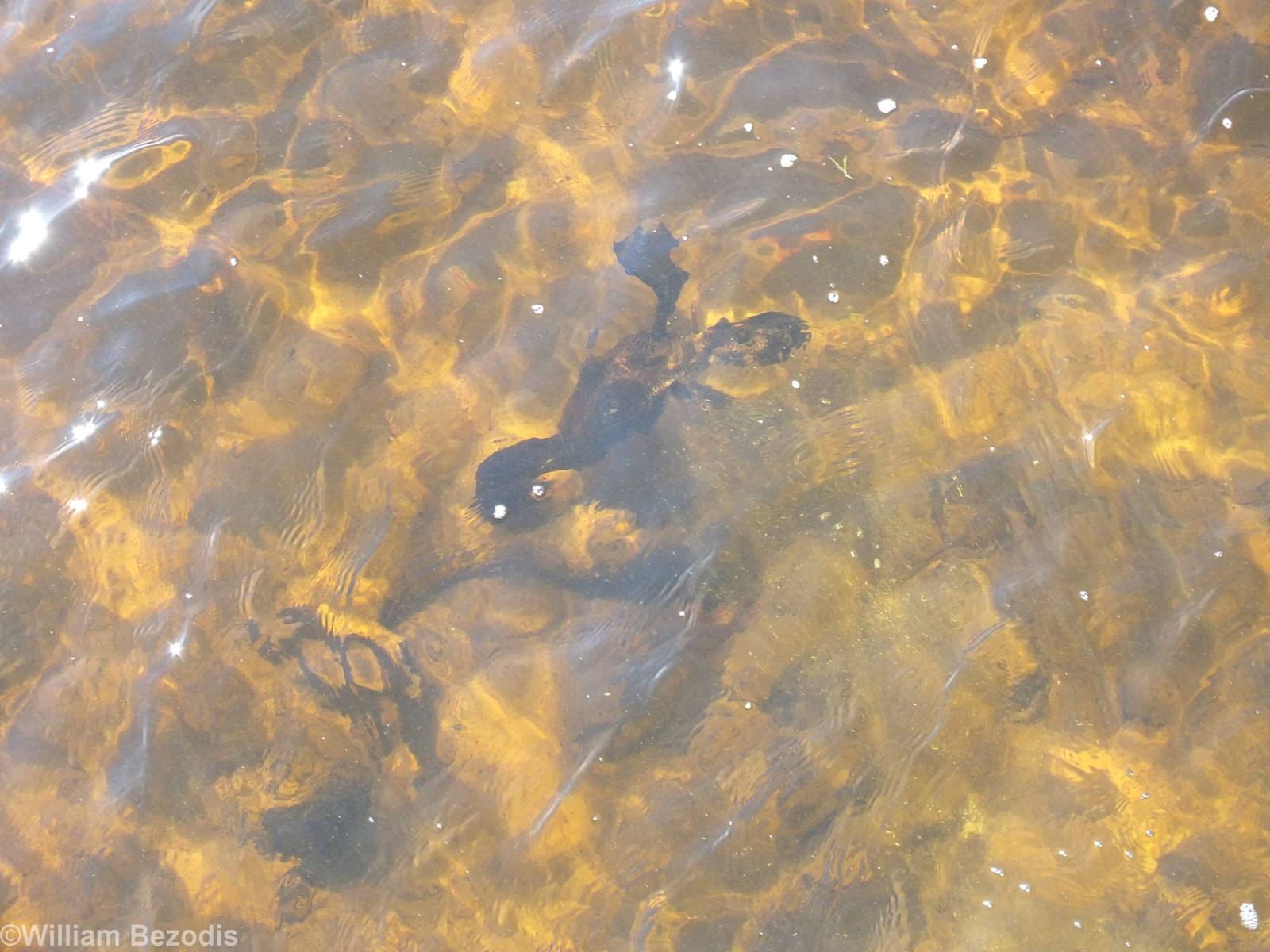 Musk Duck Underwater