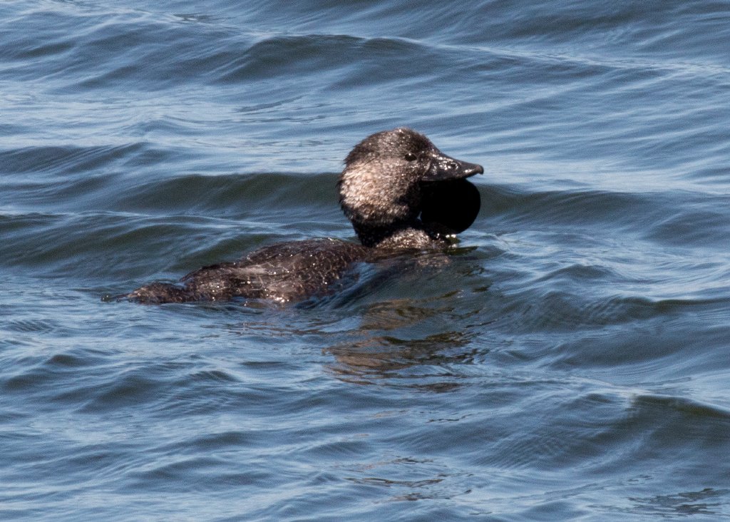 Musk Duck