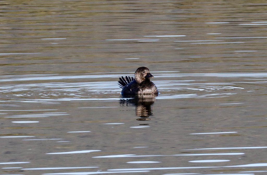 Musk Duck