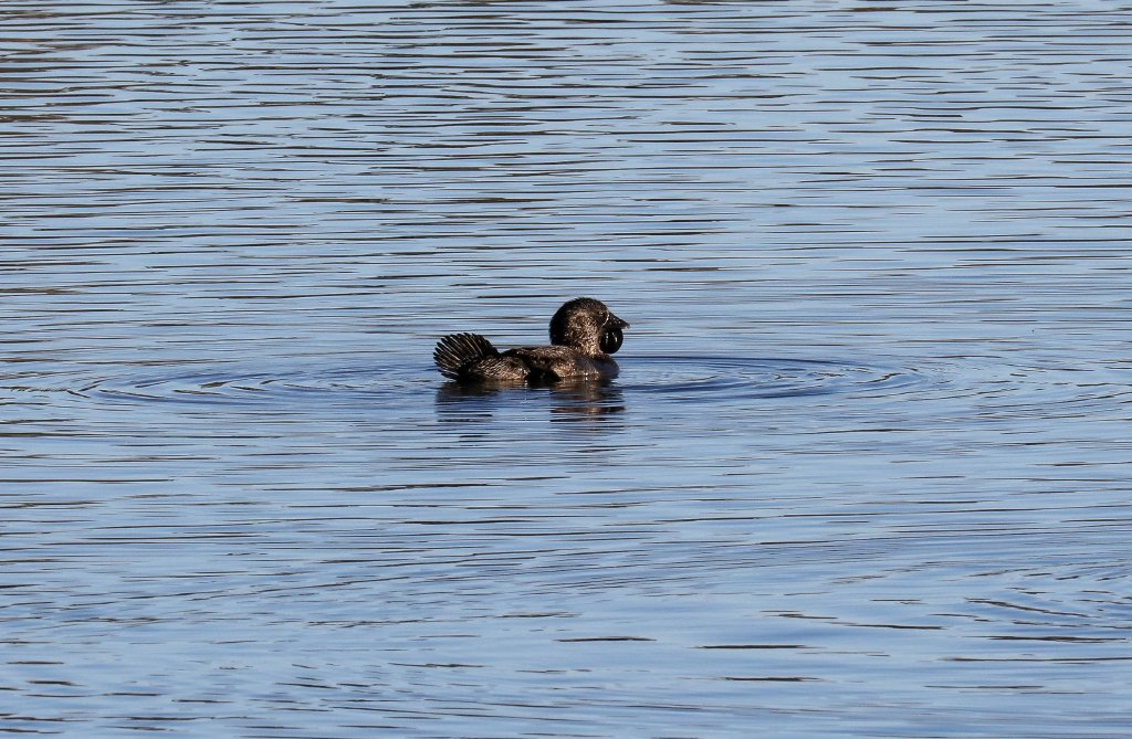 Musk Duck