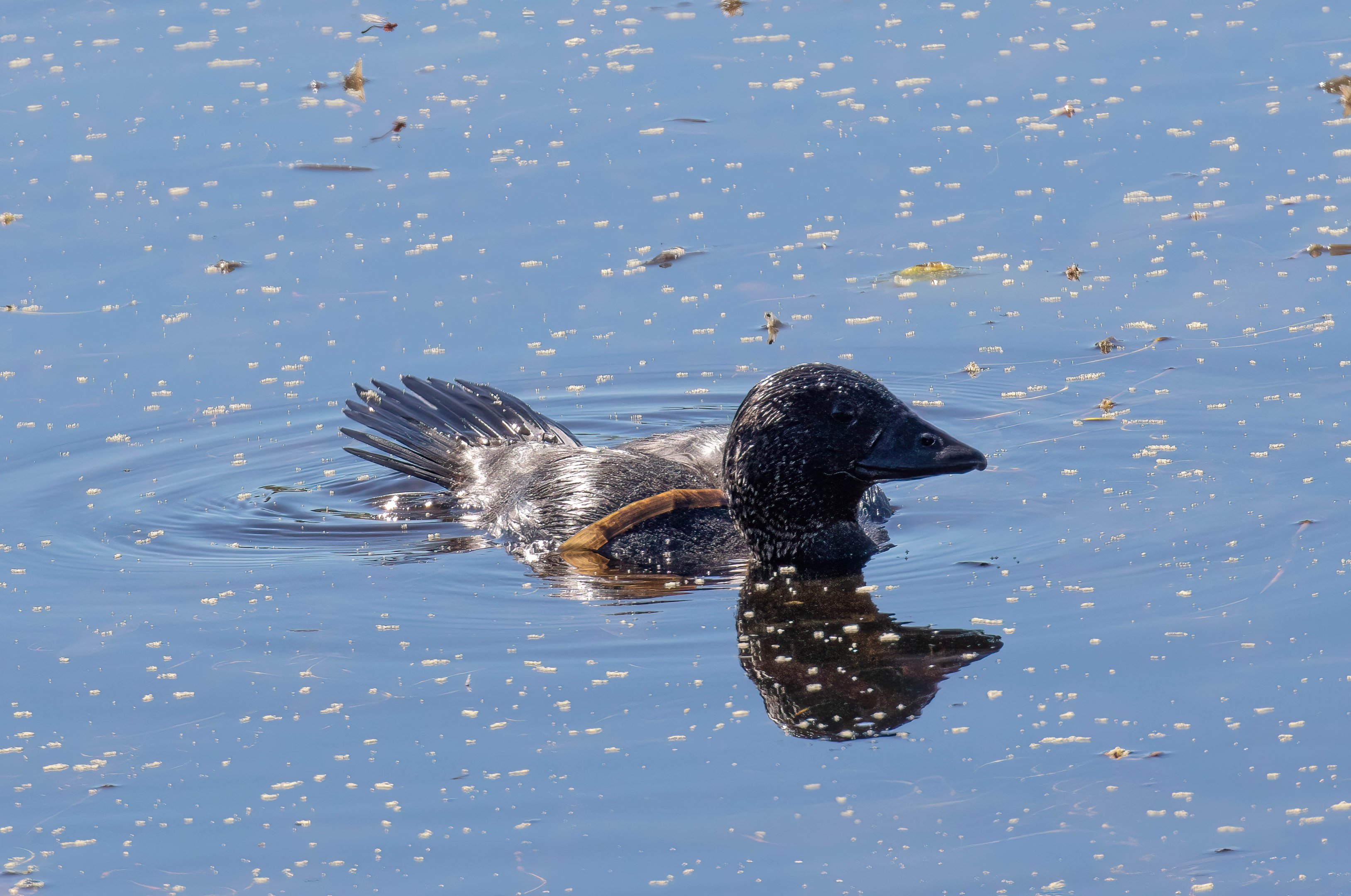 Musk Duck