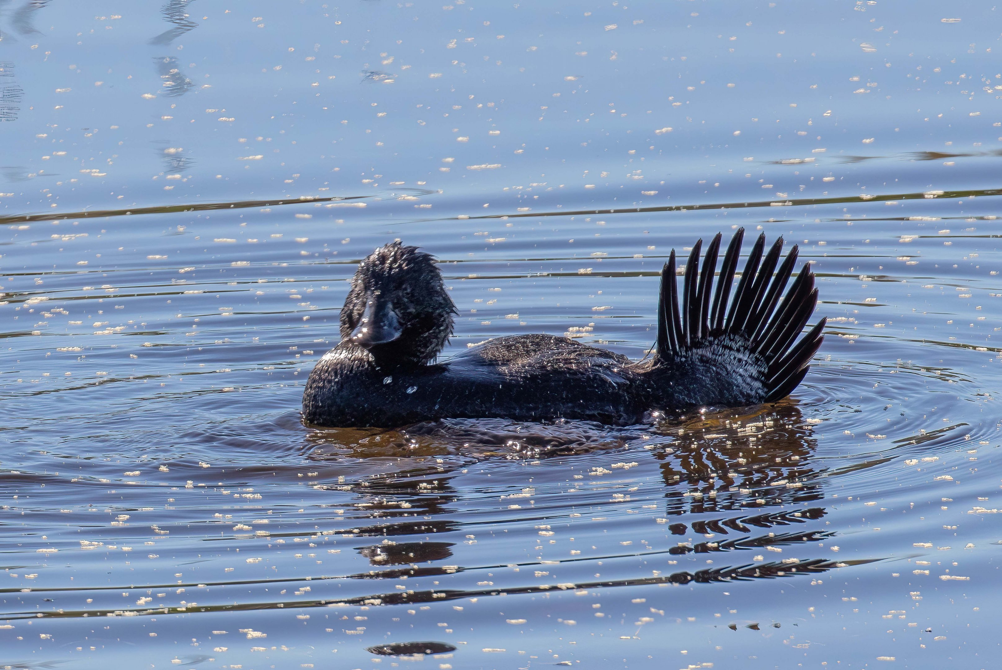 Musk Duck