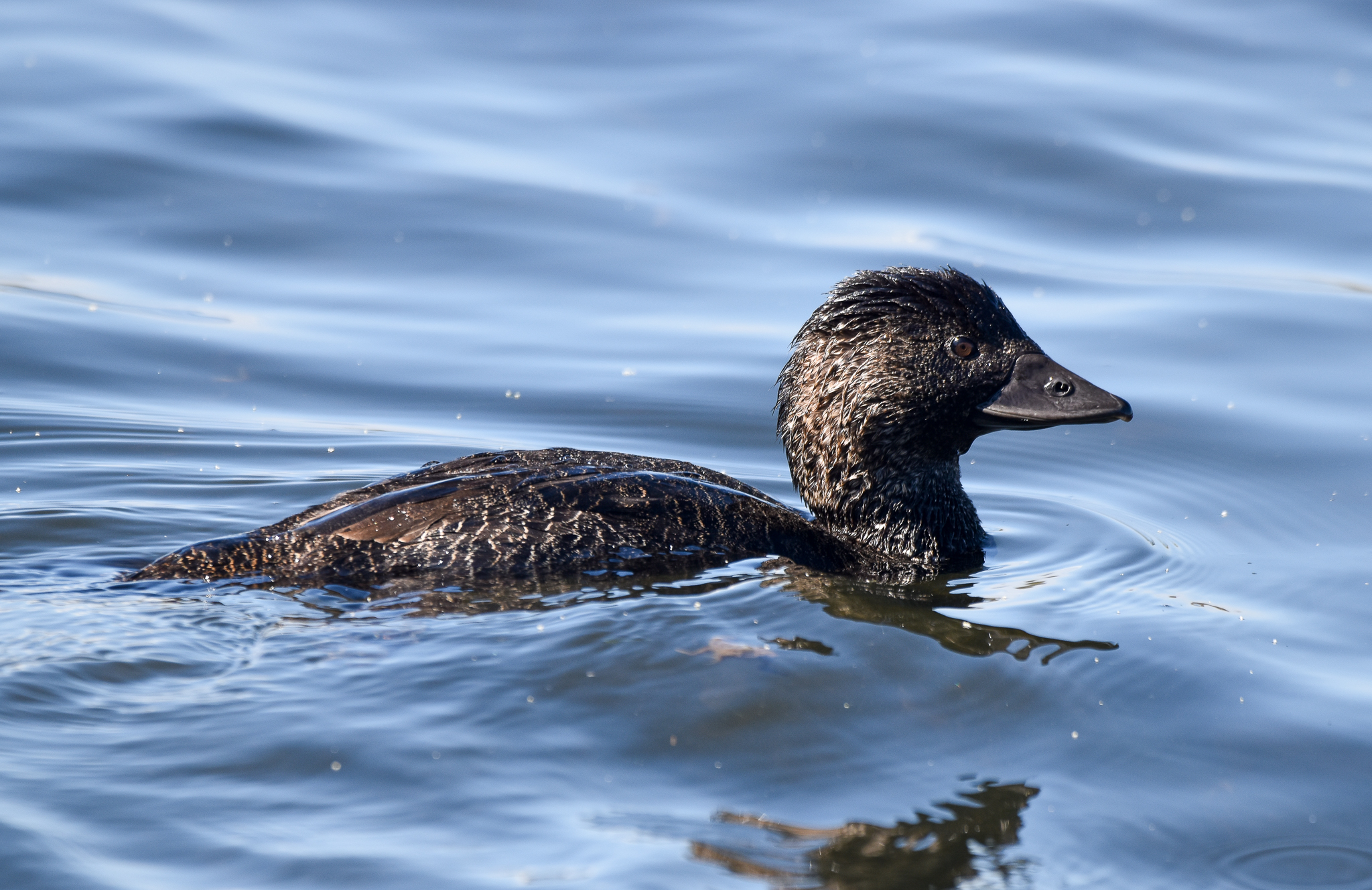 Musk Duck