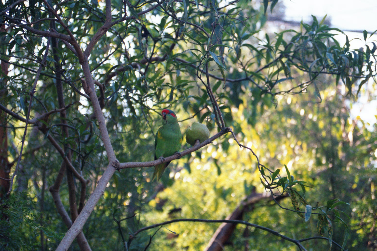 Musk Lorikeet - Apr 2002