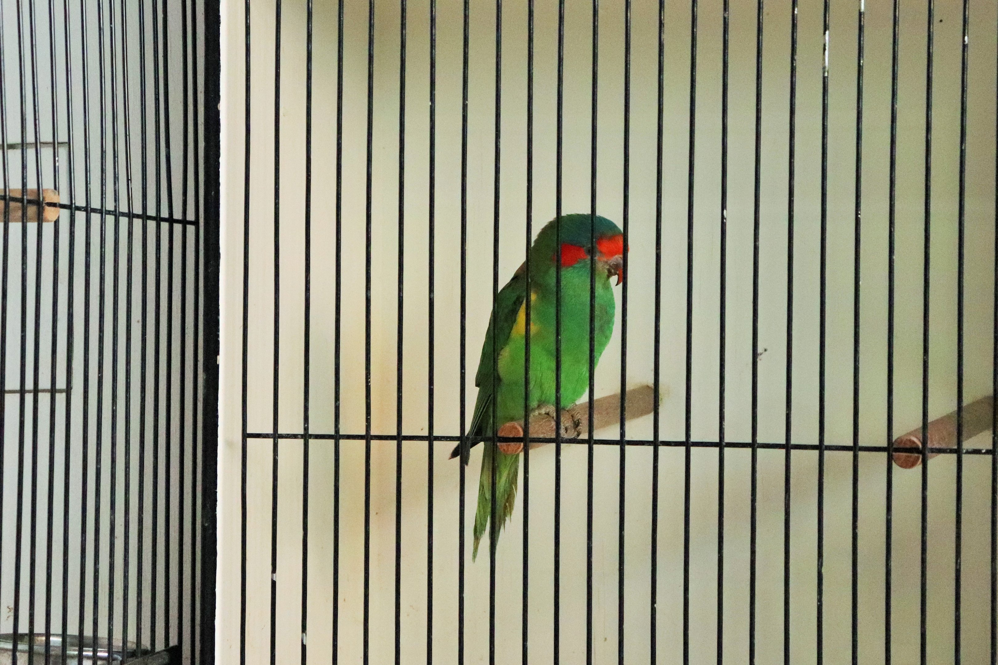 Musk Lorikeet (Glossopsitta concinna)