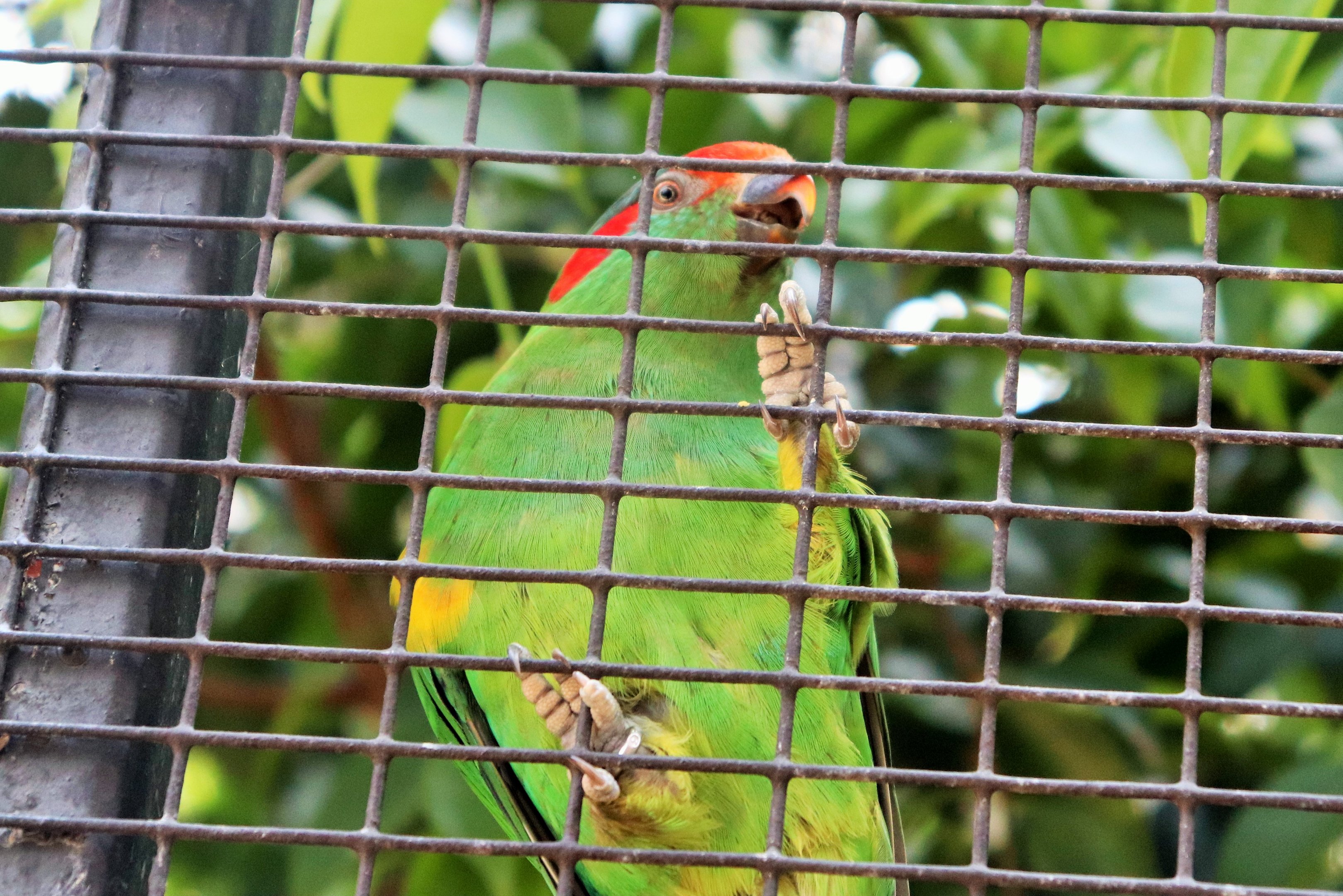 Musk Lorikeet (Glossopsitta concinna)