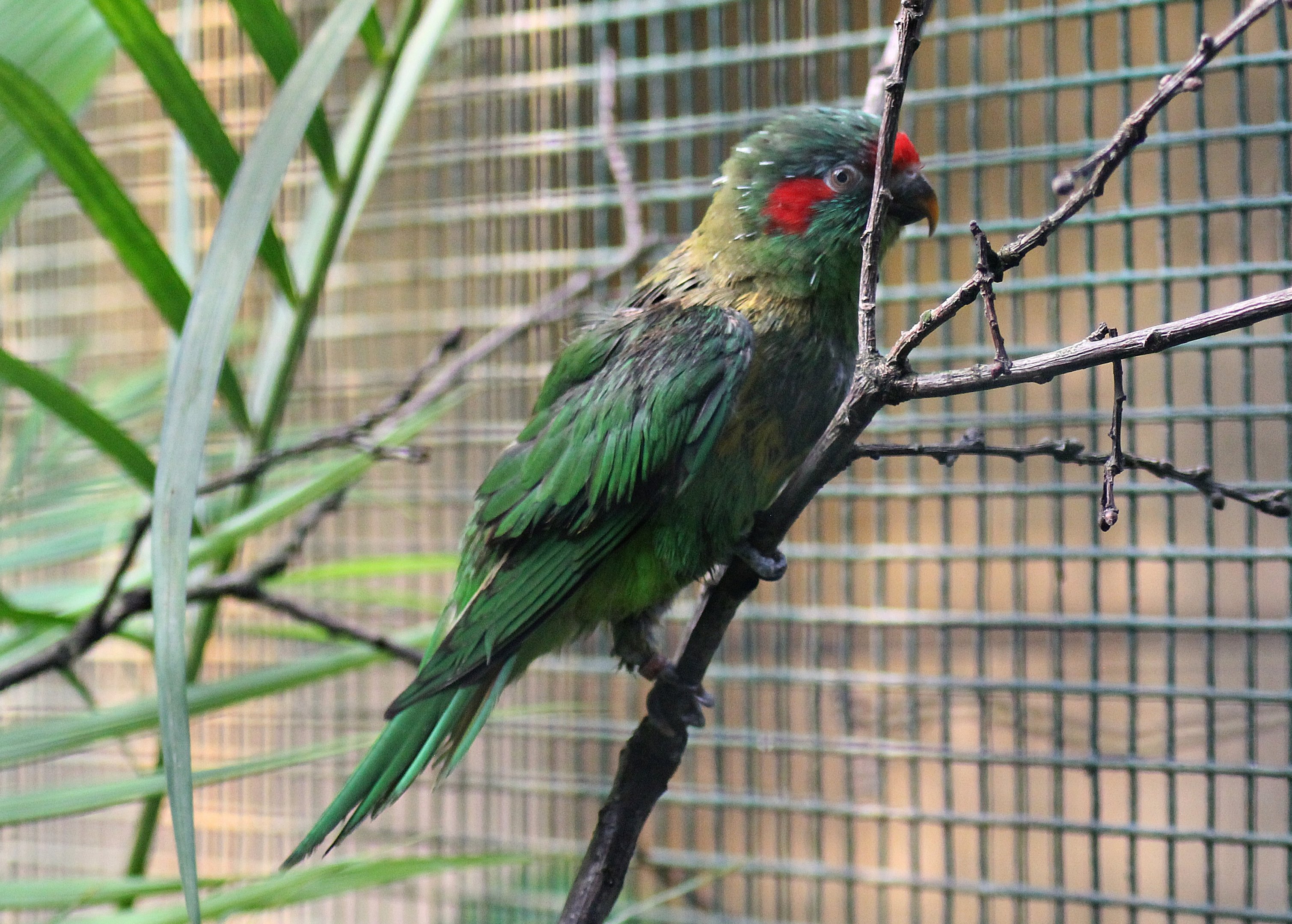 Musk lorikeet (Glossopsitta concinna)