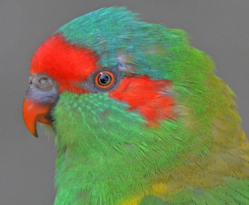 Musk lorikeet portrait.