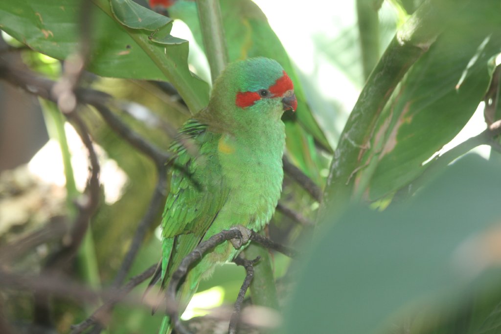Musk Lorikeet