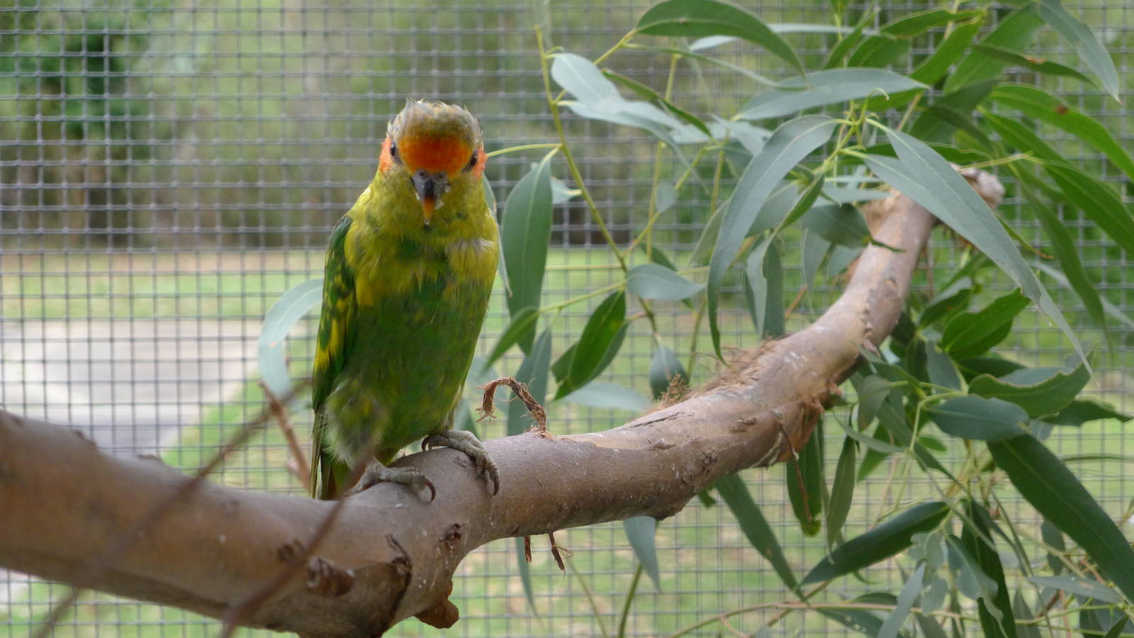 Musk Lorikeet