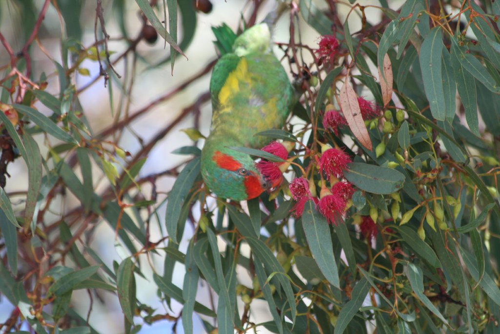 Musk Lorikeet