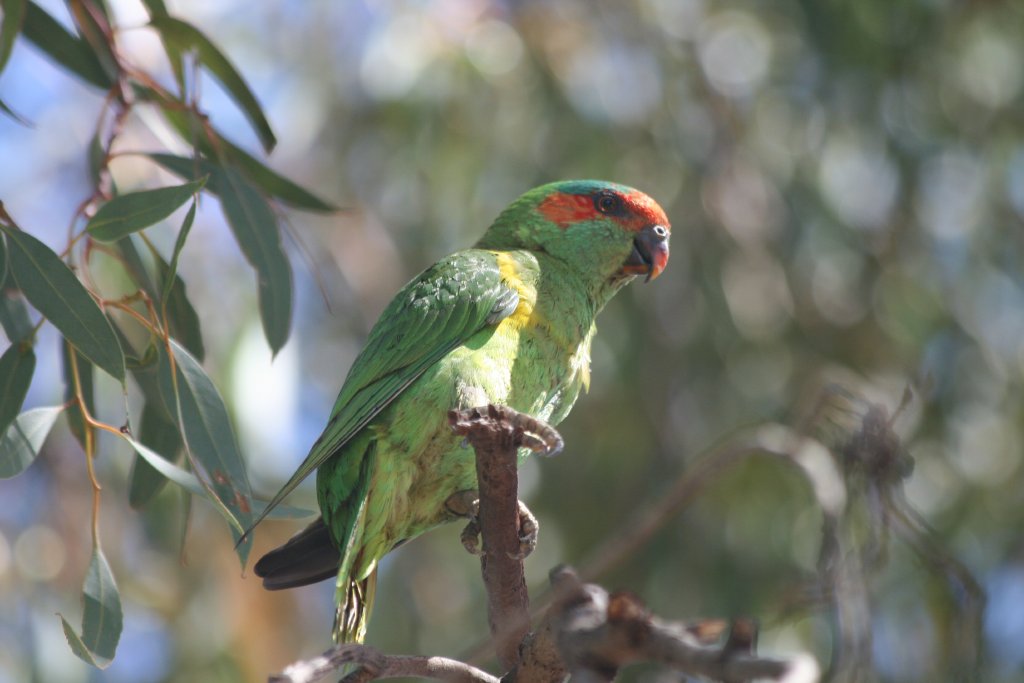Musk Lorikeet