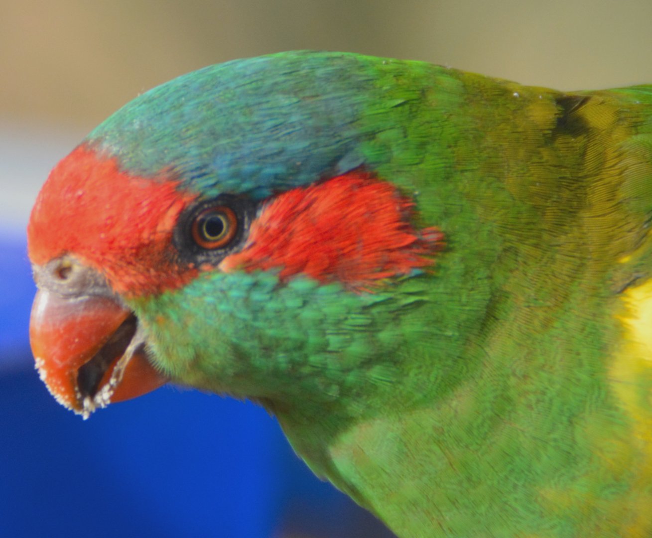 Musk lorikeet