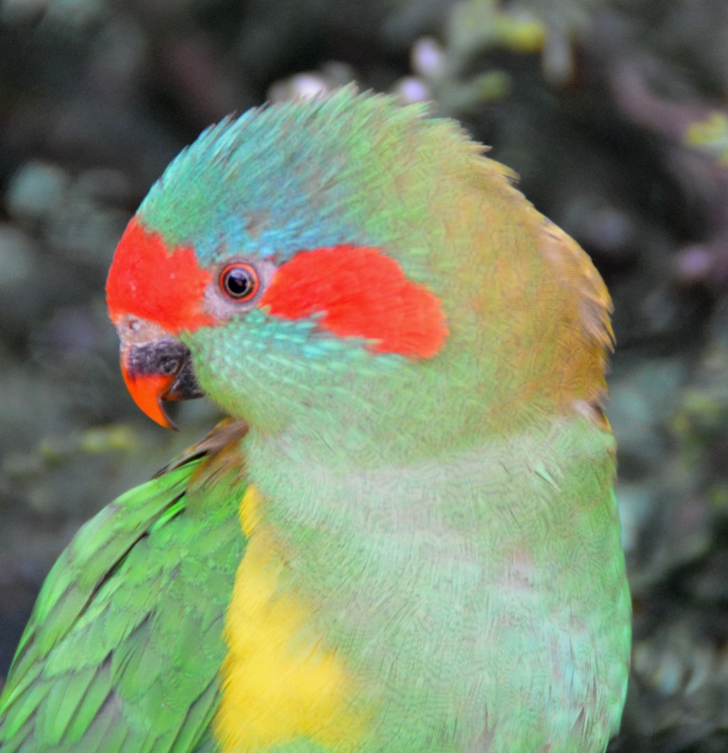 Musk lorikeet