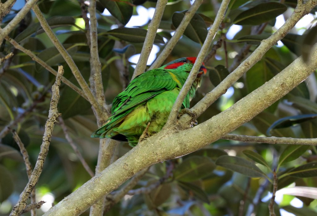 Musk Lorikeet