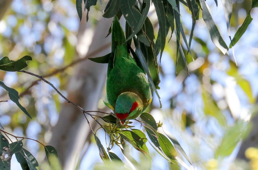 Musk Lorikeet