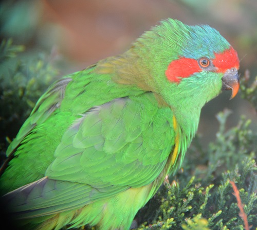 Musk lorikeet