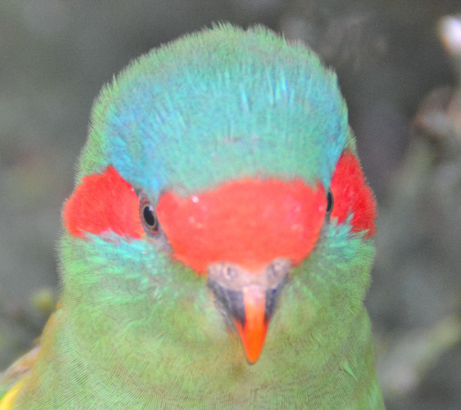 Musk lorikeet