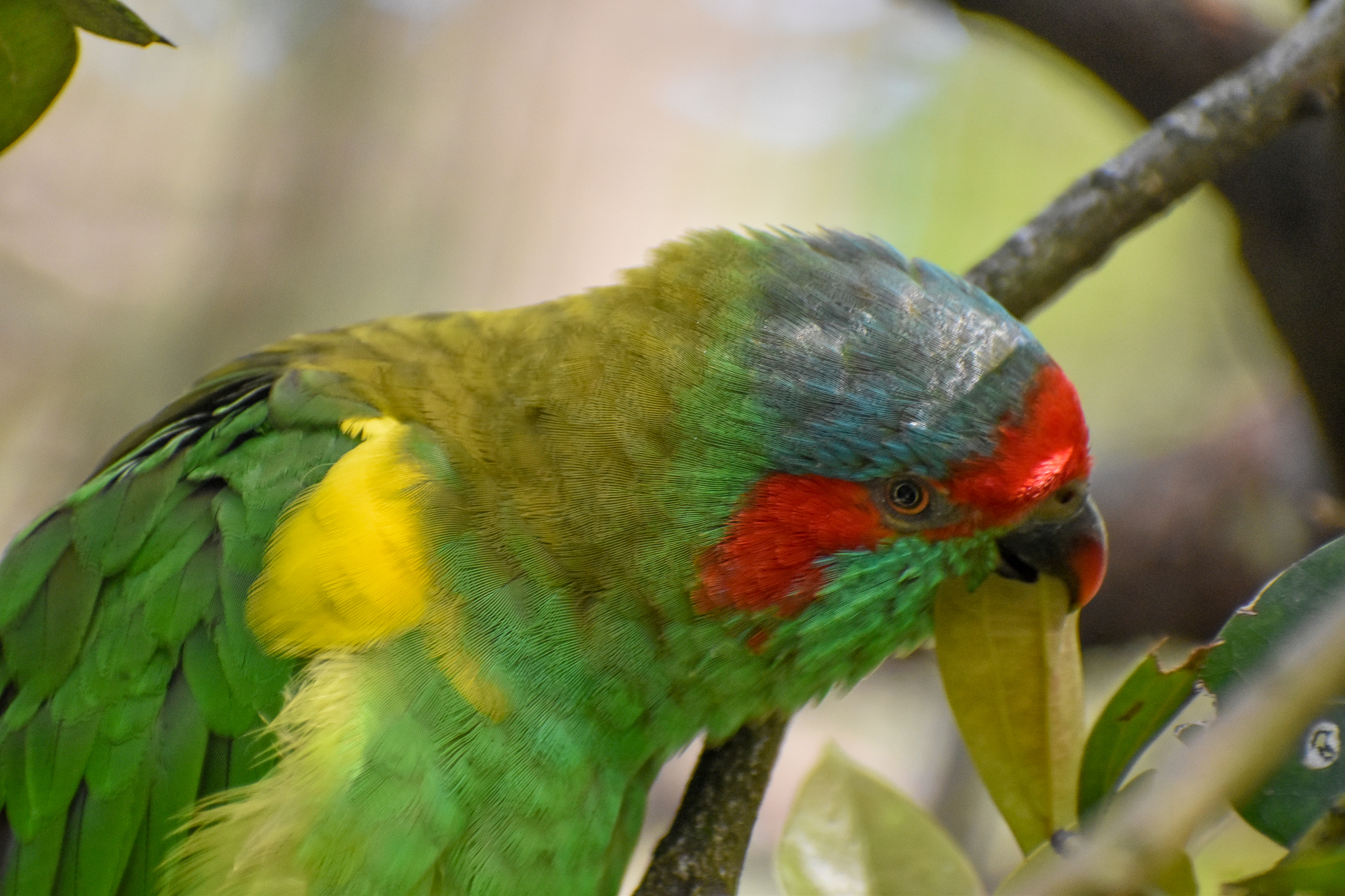 Musk Lorikeet