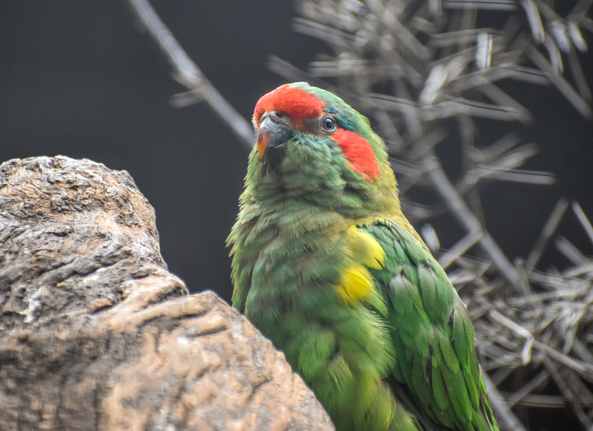 Musk Lorikeet