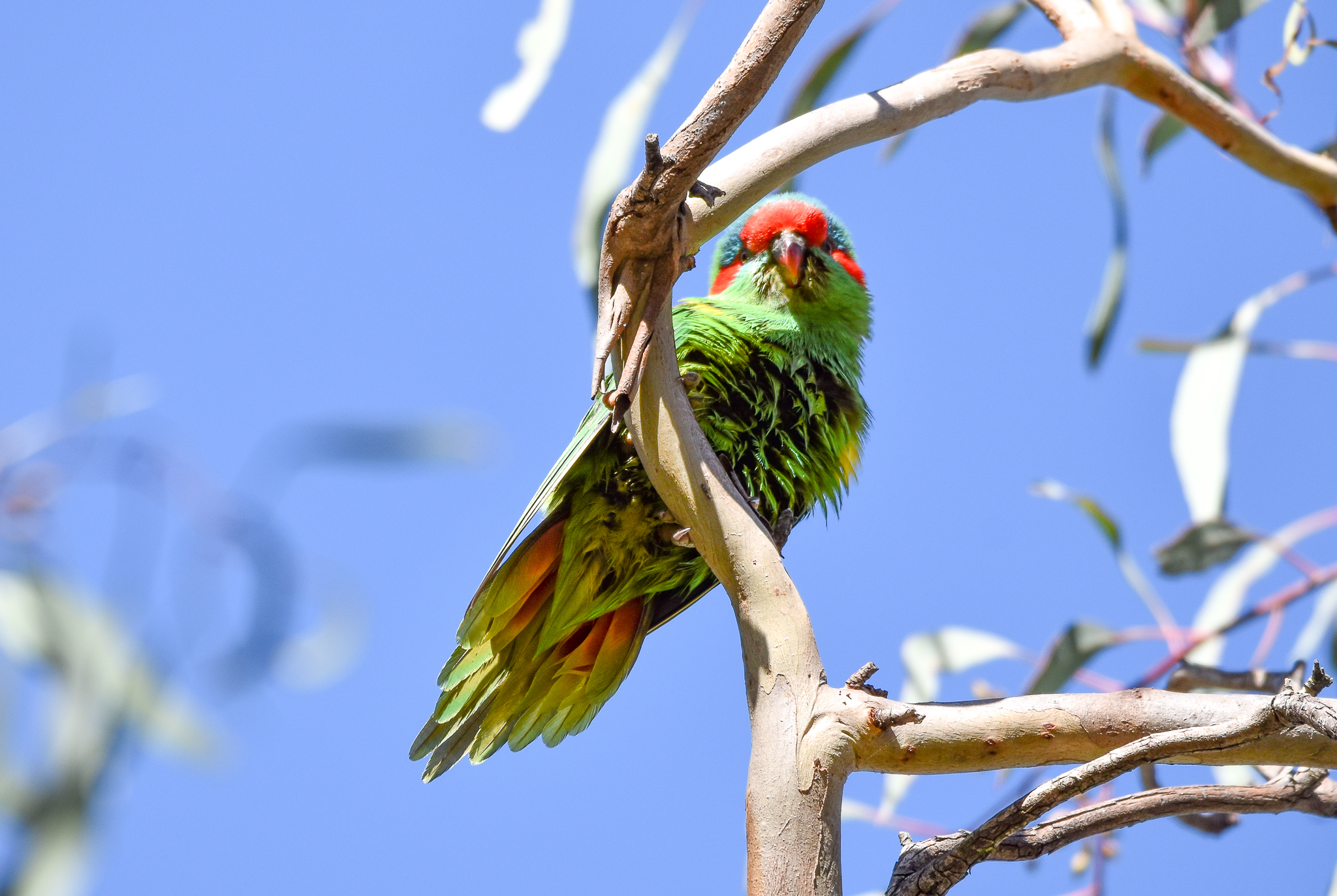 Musk Lorikeet