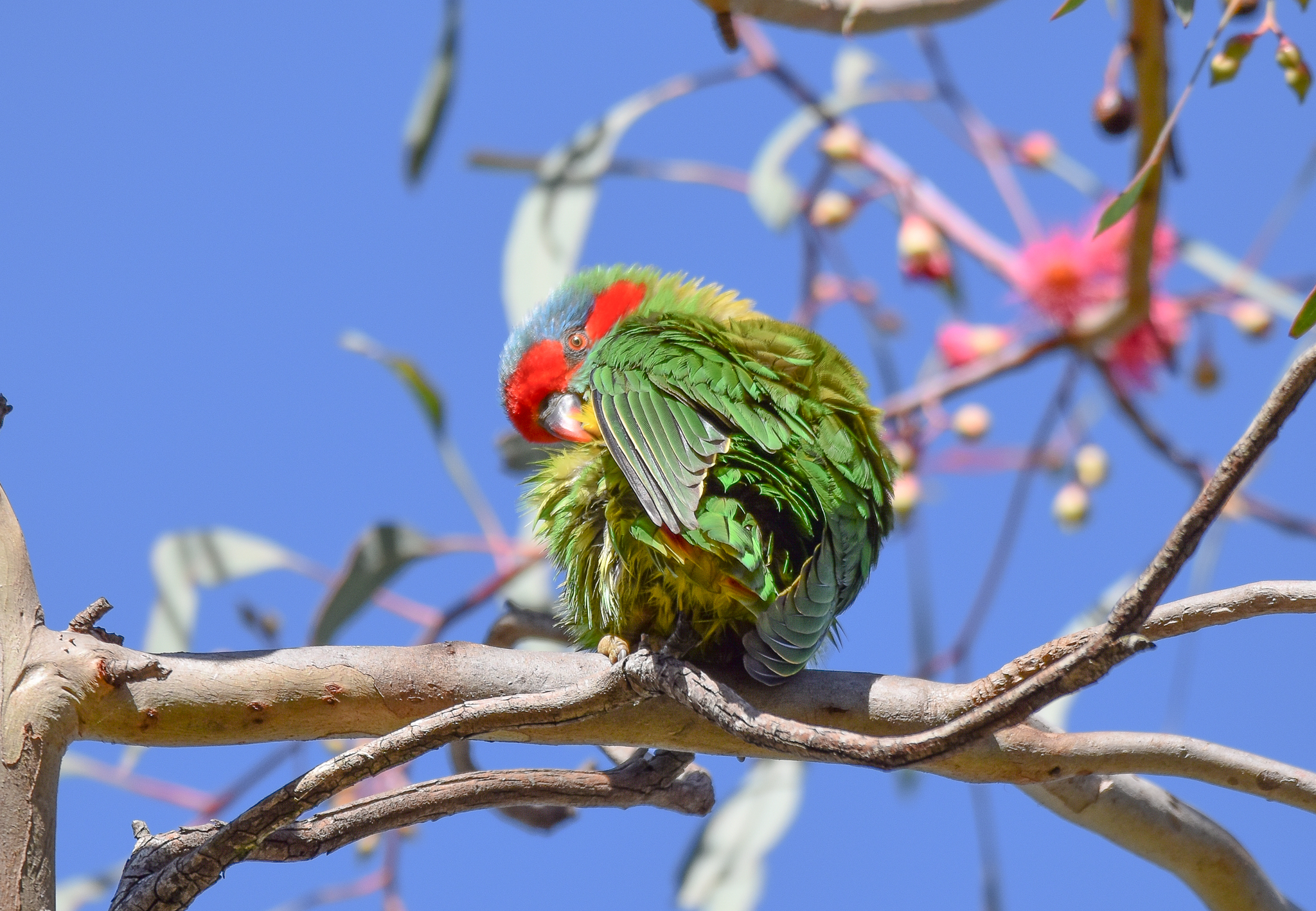 Musk Lorikeet