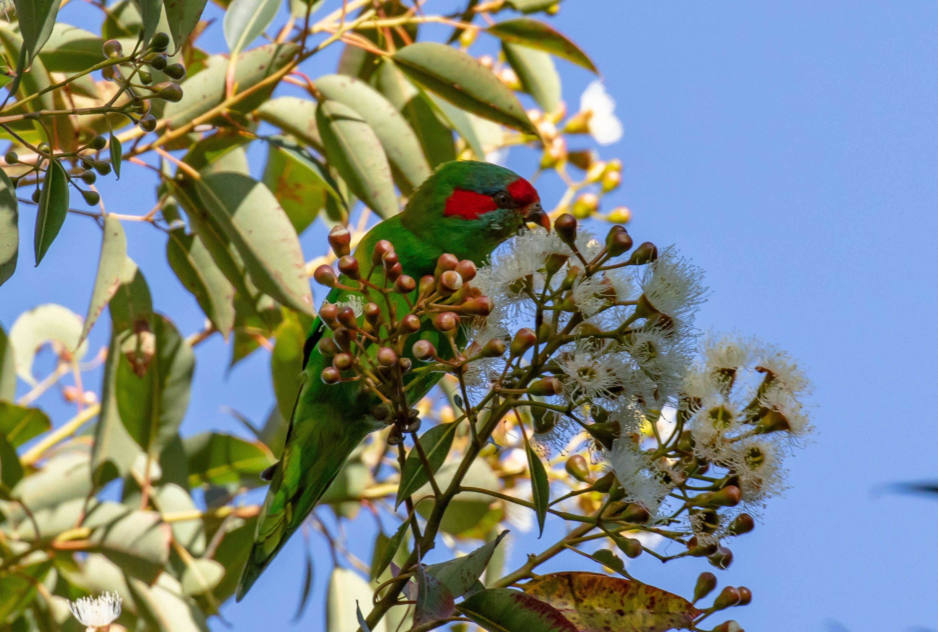 Musk Lorikeet