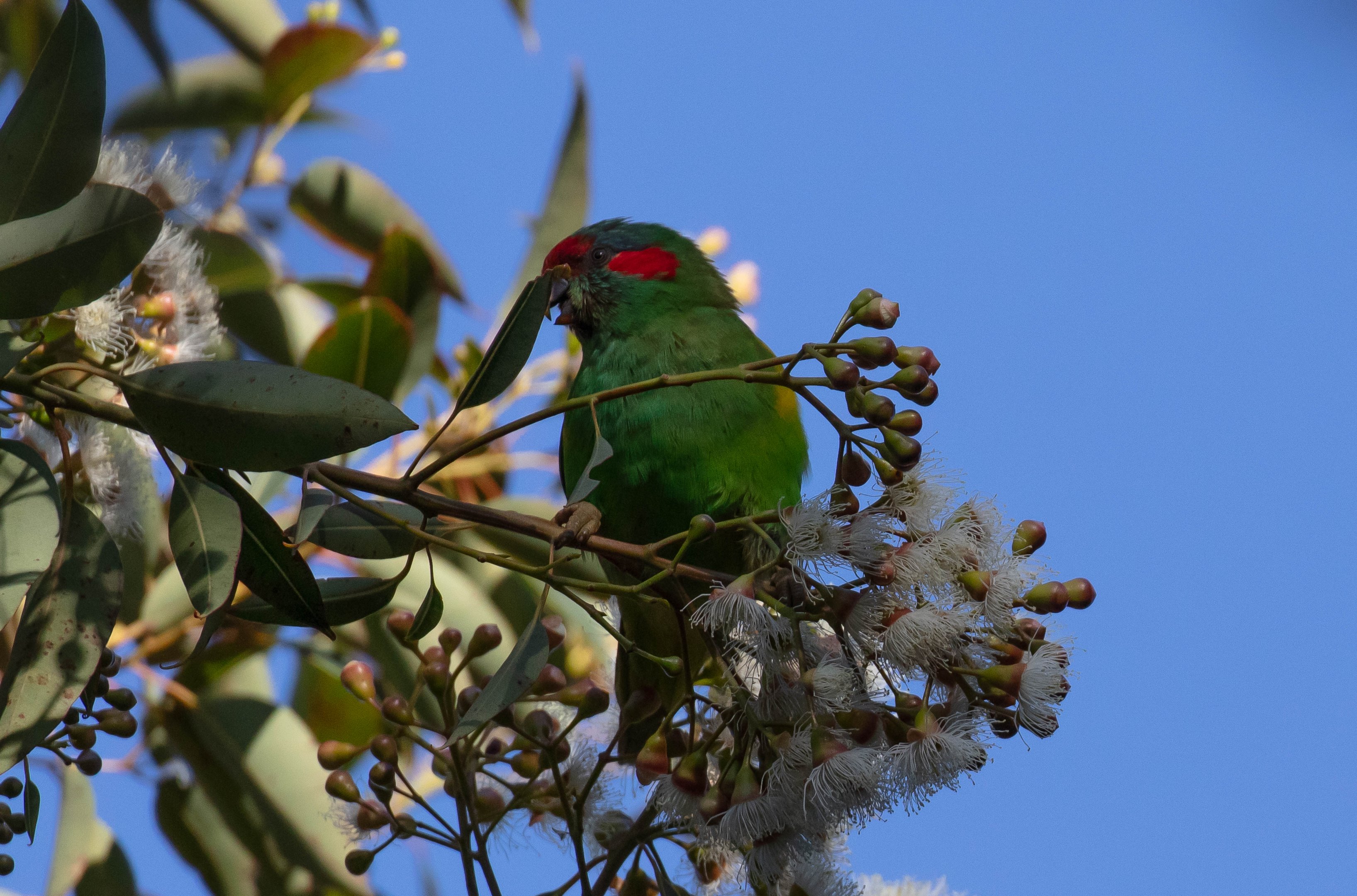 Musk Lorikeet