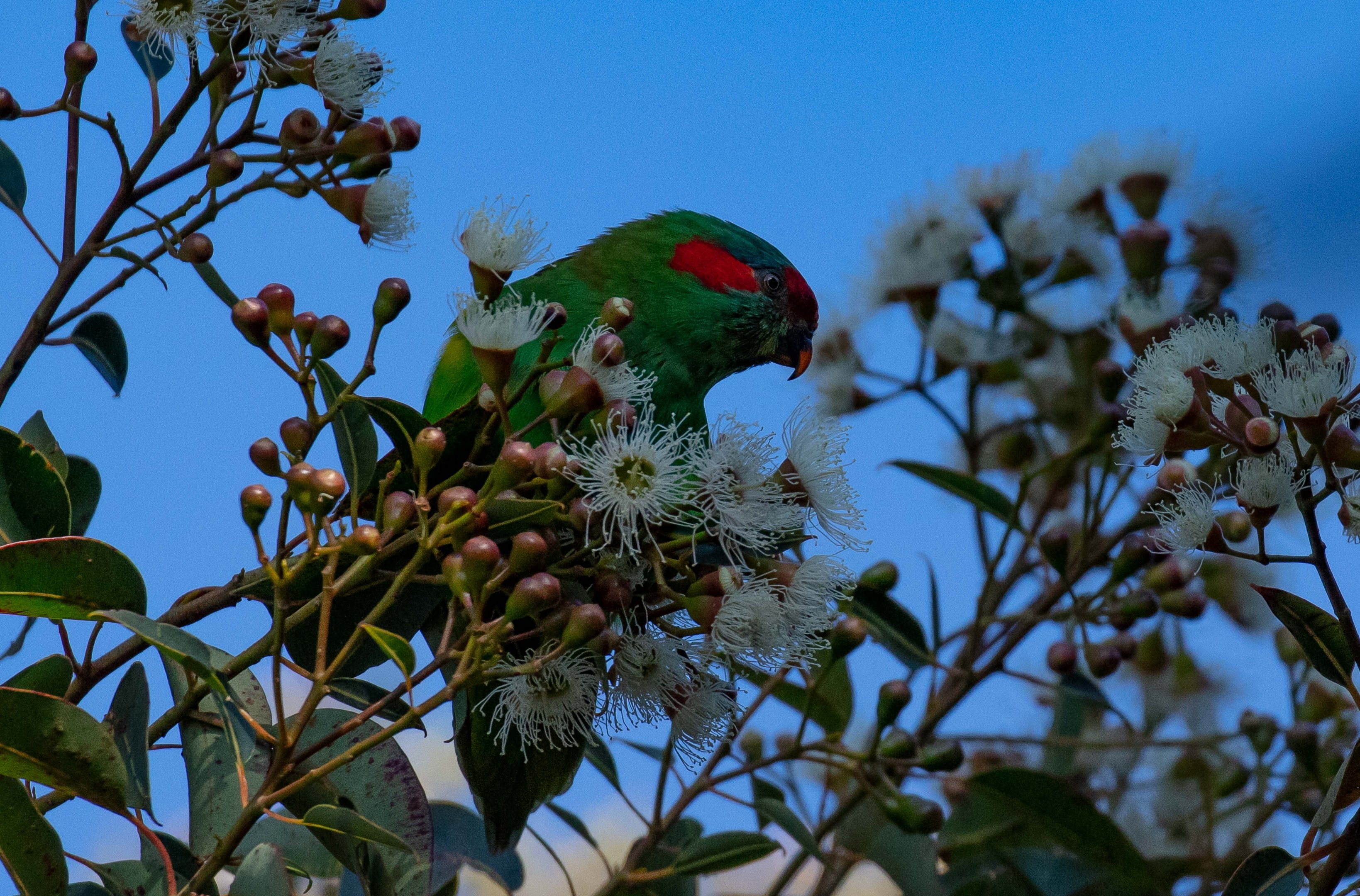 Musk Lorikeet