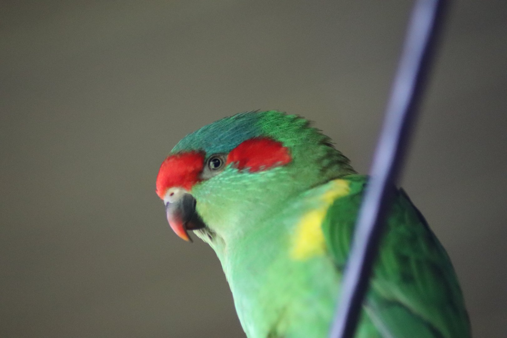 Musk Lorikeet