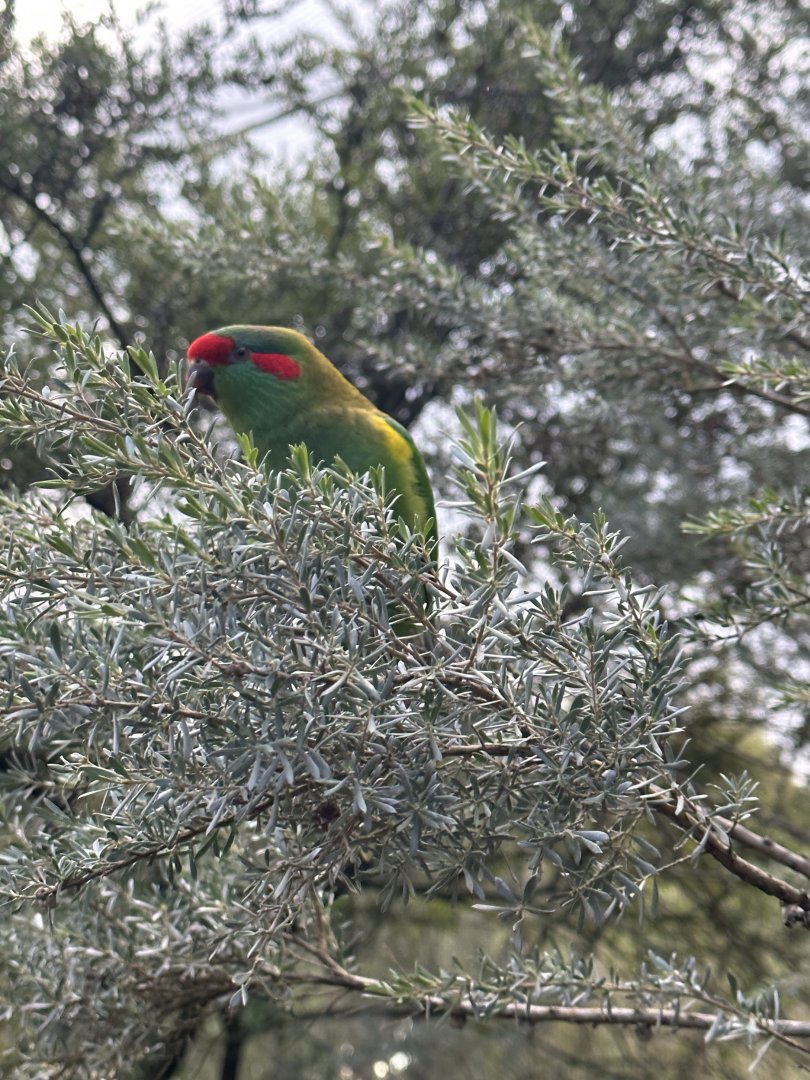 Musk Lorikeet