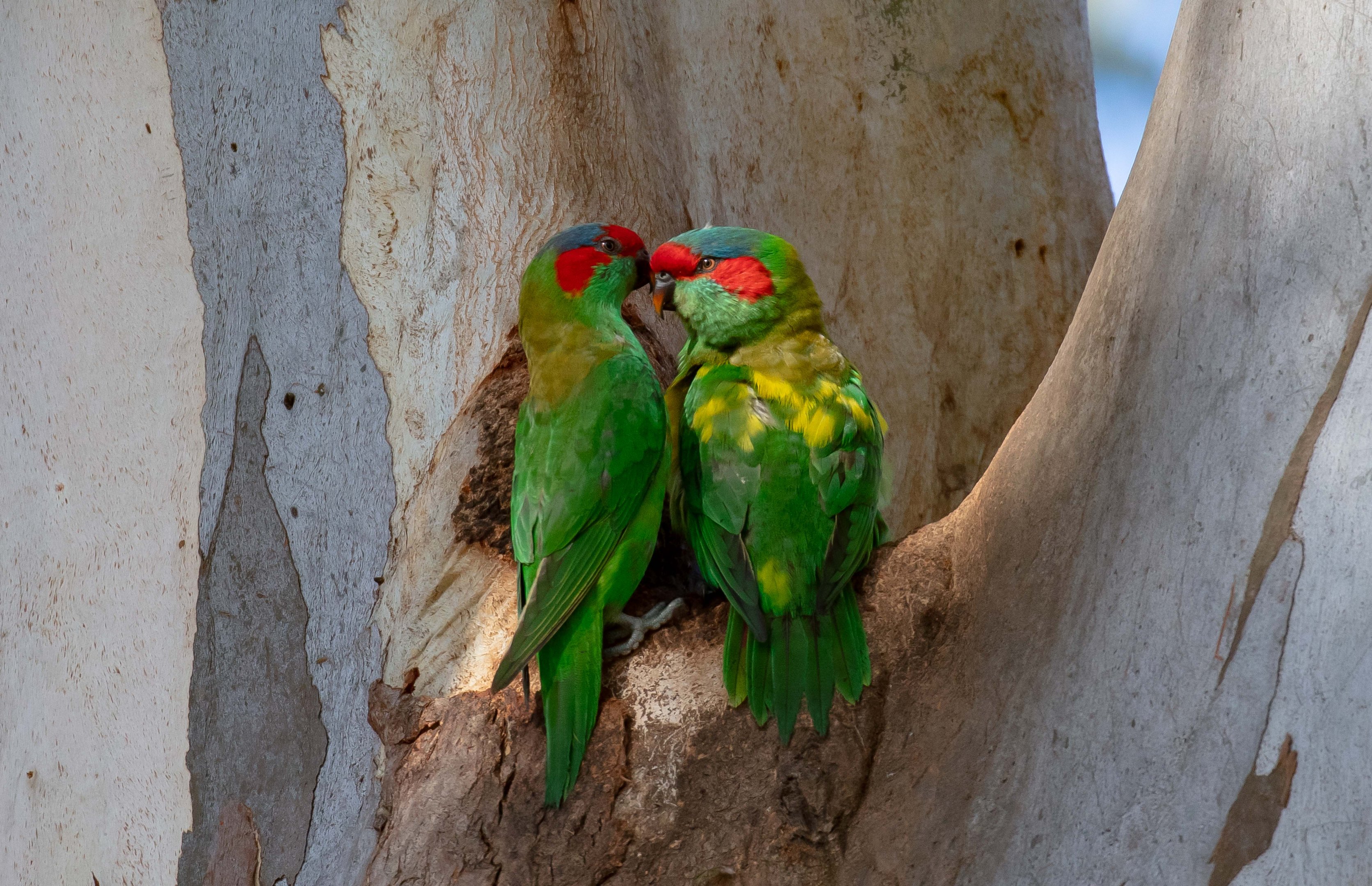 Musk Lorikeet