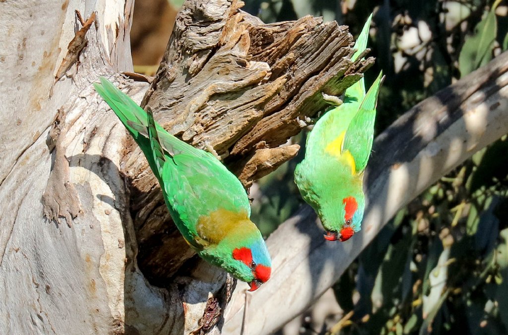 Musk Lorikeets at nesting hollow