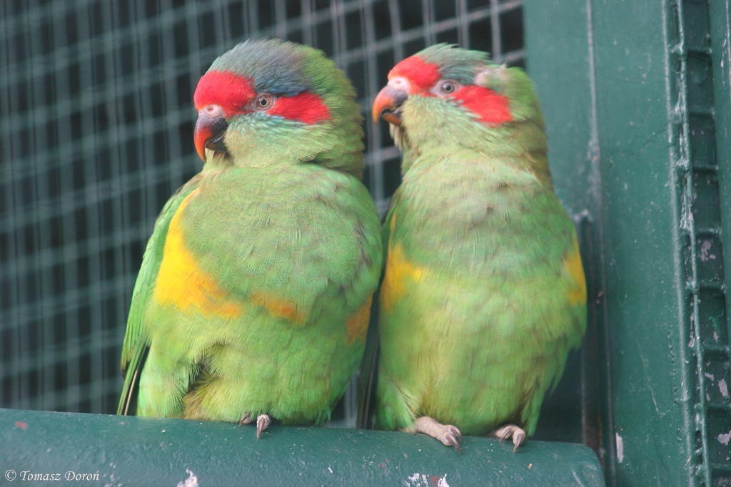 Musk Lorikeets (Glossopsitta concinna)