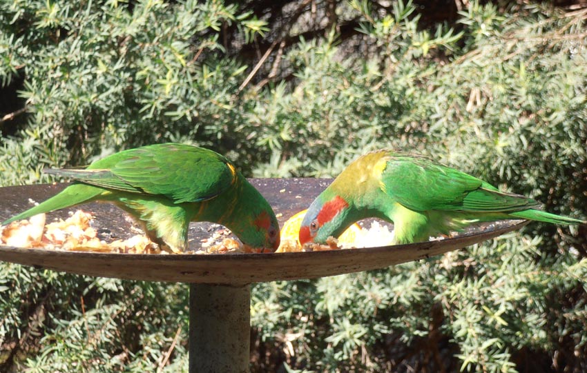 Musk Lorikeets