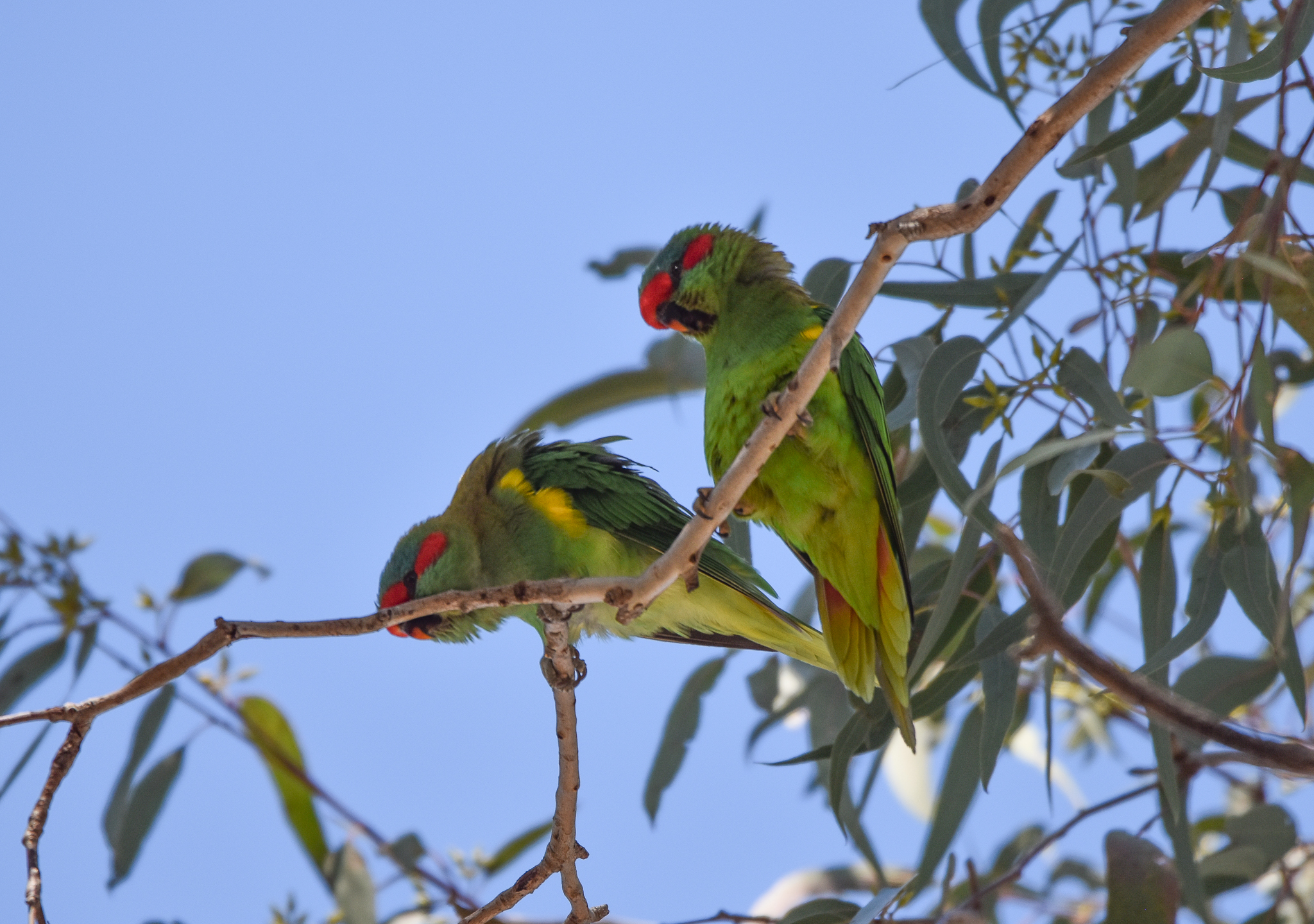Musk Lorikeets