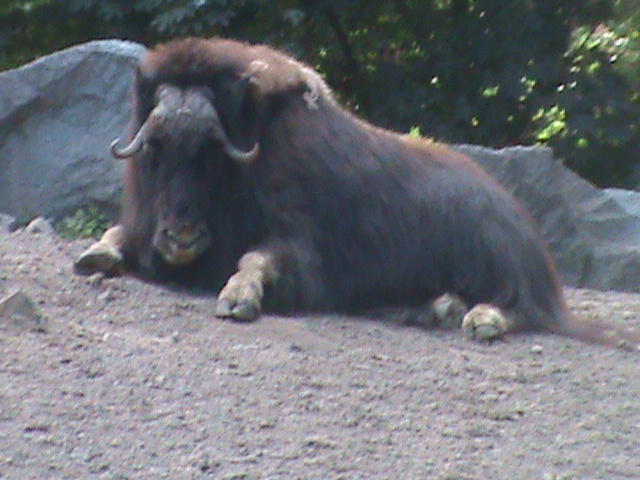 musk ox 050910