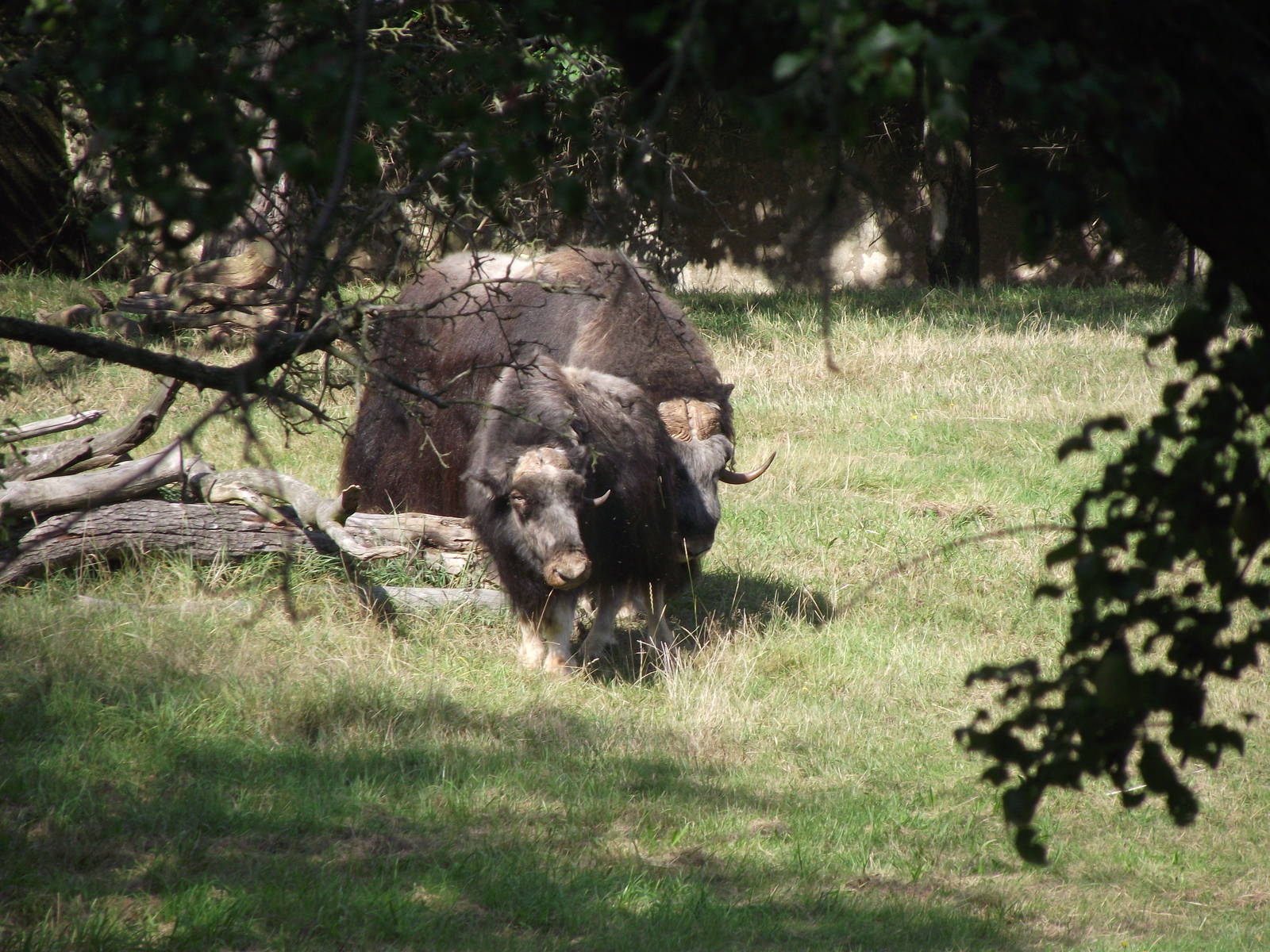 musk ox 160911