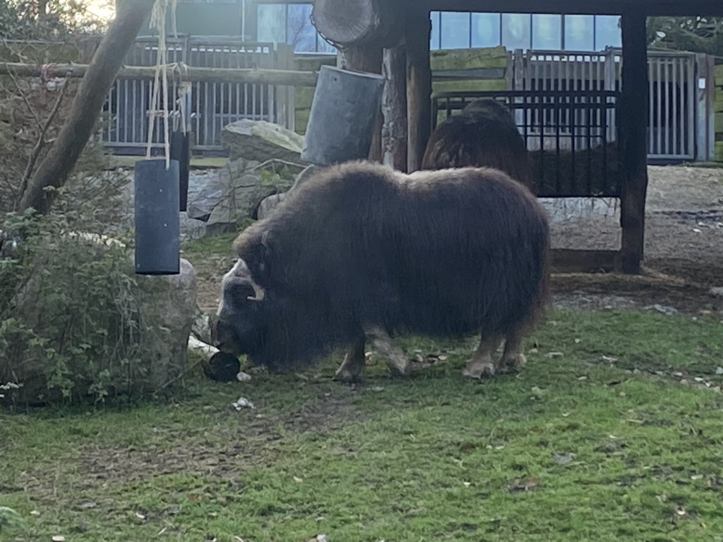 Musk-ox 261124