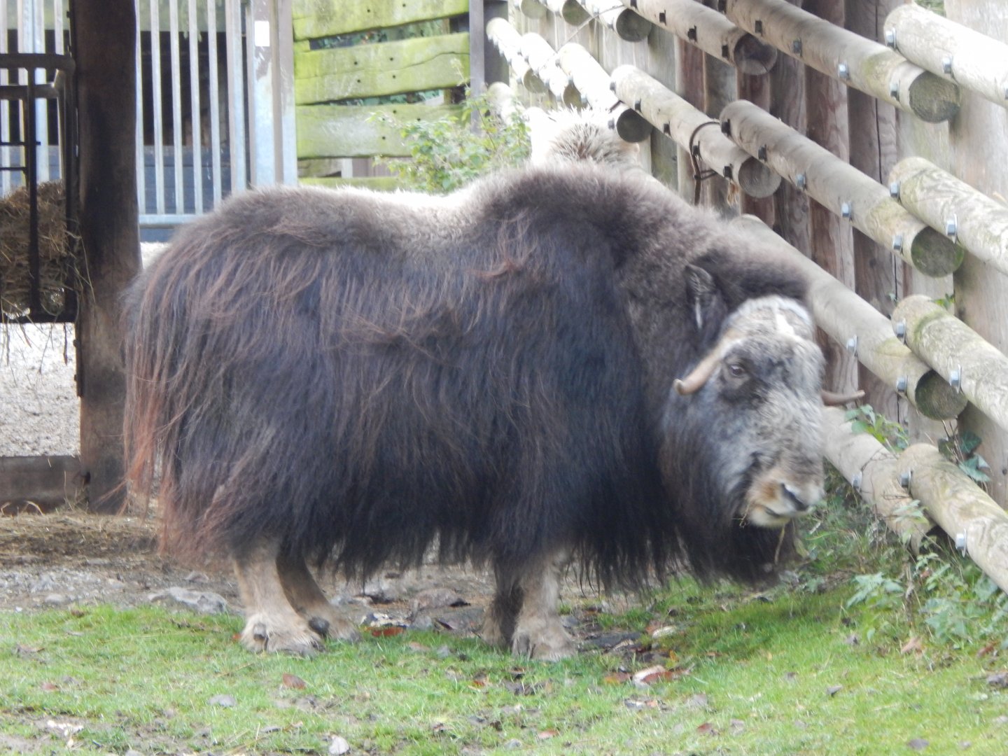 Musk-ox 261124